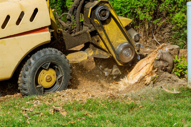 Best Tree Stump Removal  in USA